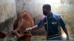 Vaksinasi PMK, Petugas Kesehatan Hewan di Banjarnegara Jemput Bola ke Kandang