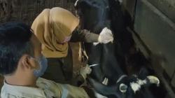 Percepat Vaksinasi PMK, Pemkab Boyolali Siapkan Ratusan Vaksinator