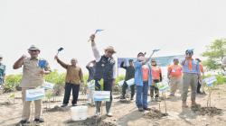 Upaya Kurangi Dampak Pemanasan Global, Jutaan Bibit Mangrove Ditanam di Pesisir Utara Subang<