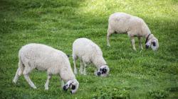 Cara Memilih Hewan Kurban Sesuai Syariat Islam, Ini Kriteria yang Dianjurkan Nabi Muhammad