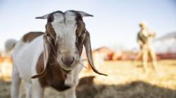 Kenapa yang Berkurban Tidak Boleh Potong Kuku? Ini Hukum dan Hikmahnya