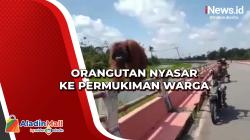 Orangutan Nyasar ke Permukiman Warga