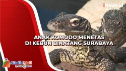 29 Anak Komodo Menetas di Kebun Binatang Surabaya