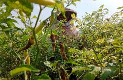 Harga Cabai Mahal tetapi Petani di Lembang KBB Tidak Untung, Ini Penyebabnya<