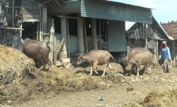 Terdampak Wabah PMK, Begini Kondisi Hotel Kerbau di Jepara