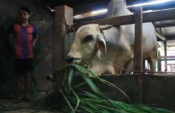 Sapi Abimanyu Milik Anak Yatim di Sleman, Terpilih Jadi Hewan Kurban Presiden Jokowi  <