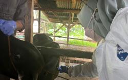 Realisasi Vaksinasi PMK di Kalsel Capai 112,31 Persen