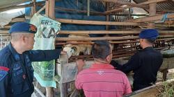 Peternak Sapi di KBB Derita Kerugian Rp17 Miliar akibat Wabah PMK<
