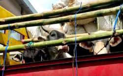 Fatwa MUI: Hewan Ternak Diberi Pakan Mengandung Babi Tak Boleh Dilabeli Halal