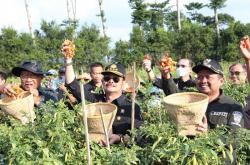 Harga Cabai Masih Mahal, Mentan: Padahal Stoknya Surplus  