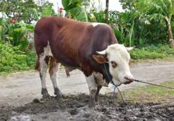 Hukum Qurban Atas Nama Hamba Allah saat Idul Adha, Sah atau Tidak?