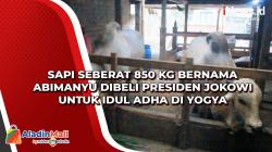 Sapi Seberat 850 Kg Bernama Abimanyu Dibeli Presiden Jokowi untuk Idul Adha di Yogya