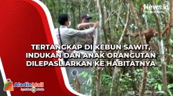 Tertangkap di Kebun Sawit, Indukan dan Anak Orangutan Dilepasliarkan ke Habitatnya