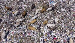 Duh, Sapi-Sapi Ini Makan Sampah Dijual Pemilik Rp23 Juta Jelang Idul Adha