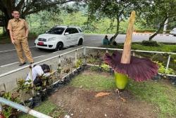 Momen Langka, Bunga Bangkai Mekar Sempurna di Depan Kantor PDIKM Padang Panjang