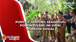 Punya 7 Jantung Sekaligus, Pohon Pisang Ini Viral