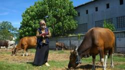 Dinas Peternakan Pastikan Gorontalo Masih Zona Hijau Penyakit Mulut dan Kuku