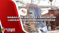 Wabah PMK Masuk Lampung, Ini Langkah yang Dilakukan Pemkab Way Kanan
