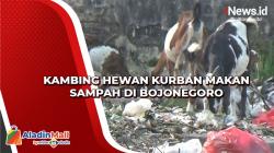 Kambing Hewan Kurban Makan Sampah di Bojonegoro
