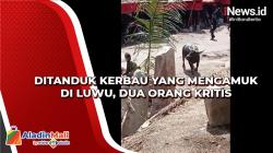 Ditanduk Kerbau yang Mengamuk di Luwu, Dua Orang Kritis