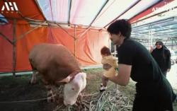 Aurel Hermansyah Ngamuk, Ameena Nyaris Diseruduk Sapi Megalodon 1,2 Ton