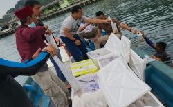 Polisi Lepas Liarkan Benih Lobster dari Penangkaran Ilegal di Palembang