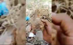 Petani Madina Temukan Mortir Diduga Sisa Perang Dunia Kedua 