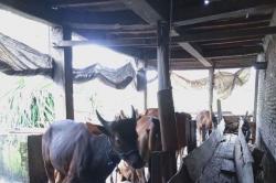 Permintaan Perumda Balikpapan, Ratusan Ekor Sapi dari Bone Masuk Kaltim