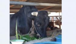 Penampakan Sapi Kurban Jokowi Berbobot Nyaris 1 Ton untuk Masjid di Toboali
