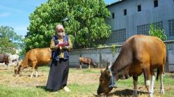 Rayakan Iduladha 1443 H, Pemkab Sangihe Siapkan 7 Sapi Kurban 