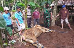 2 Sapi Mati karena PMK, Dinas Pertanian Kulonprogo: Kesembuhan Tinggi dan Kematian Kecil  <