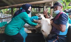 Ribuan Sapi Sudah Divaksin, Penularan PMK di Salatiga Menurun