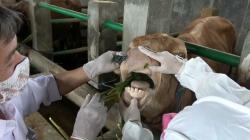  Seekor Sapi Kurban di Sleman Terindikasi Penyakit Mulut dan Kuku