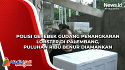 Polisi Gerebek Gudang Penangkaran Lobster di Palembang, Puluhan Ribu Benur Diamankan