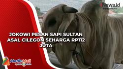 Jokowi Pesan Sapi Sultan Asal Cilegon Seharga Rp112 Juta