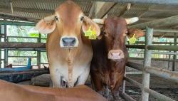 Jelang Idul Adha, Pemprov Kaltim Siapkan 12.022 Sapi Kurban di 10 Kabupaten Kota