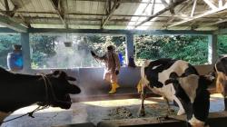 Cegah Penyebaran PMK, Kandang Ternak di Salatiga Disemprot Disinfektan