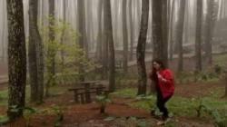 5 Tempat Wisata Hutan Pinus di Yogyakarta, Dijamin Instagrammable