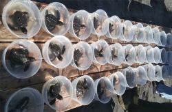 Lindungi dari Kepunahan, 70 Ekor Tukik Dilepasliarkan di Pantai Trisik Kulonprogo