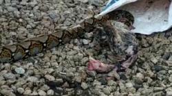 Ditangkap Warga, Ular Piton di Bangkalan Muntahkan Mangsanya 