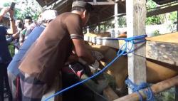 Sapi di Gianyar Bali Mulai Disuntik Vaksin PMK<