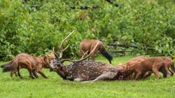 Kawanan Anjing Hutan Bantai 12 Domba di Gununghalu dan Cipongkor KBB, Warga Resah<