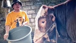 Jelang Idul Adha, Peternak di Pati Ini Raup Puluhan Juta Rupiah dari Hasil Penjualan Sapi 