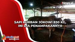 Sapi Kurban Jokowi 830 Kg, Ini Dia Penampakannya