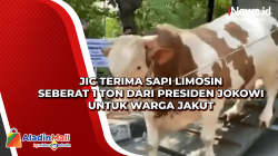 JIC Terima Sapi Limosin Seberat 1 Ton dari Presiden Jokowi untuk Warga Jakut