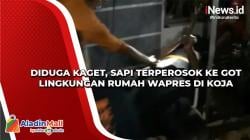 Diduga Kaget, Sapi Terperosok ke Got Lingkungan Rumah Wapres di Koja