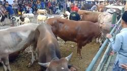 Puluhan Sapi dan Kambing Kurban Jadi Tontonan Warga Bode Lor Cirebon, Lalu Lintas Macet<