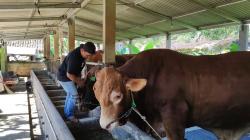 Peternak di Semarang Jual Ratusan Ekor Sapi saat Idul Adha, Omzetnya Miliaran Rupiah