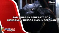 Sapi Kurban Seberat 1 Ton Mengamuk hingga Masuk Selokan