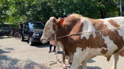 Jakarta Islamic Center Terima Sapi Limosin Seberat 1 Ton dari Presiden Jokowi